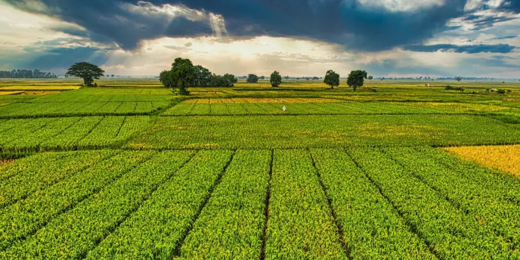 Money-Making Agriculture Business Ideas