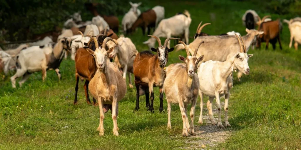 Money-Making Agriculture Business Ideas