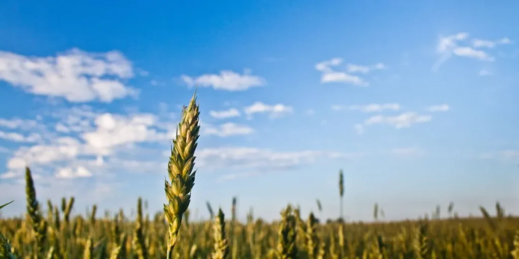 Money-Making Agriculture Business Ideas