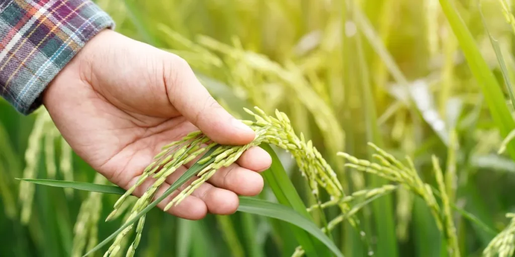 Money-Making Agriculture Business Ideas